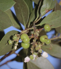 Arctostaphylos manzanita elegans