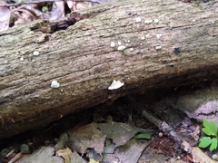 Truncospora wisconsinensis