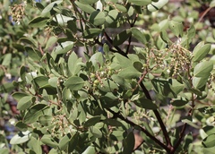 Arctostaphylos manzanita elegans