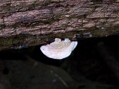 Truncospora wisconsinensis
