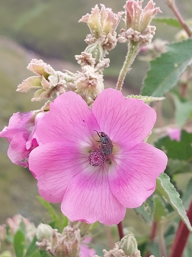 Image of Anisodontea julii by (c) Manuel R Popp, some rights reserved (CC BY)