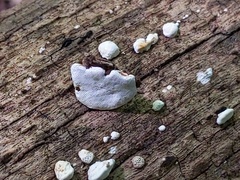 Truncospora wisconsinensis