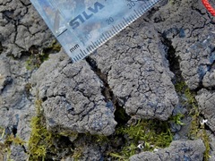 Pseudosagedia isidiata