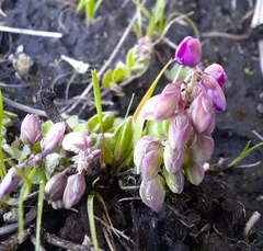 Polygala rhinostigma