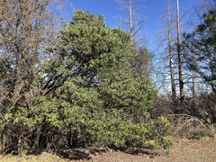 Arctostaphylos manzanita elegans