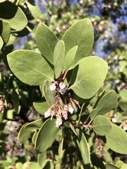 Arctostaphylos manzanita elegans
