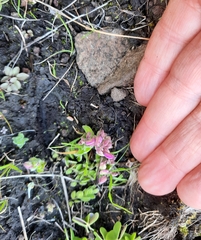 Polygala rhinostigma