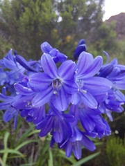 Agapanthus campanulatus
