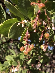 Arctostaphylos manzanita elegans