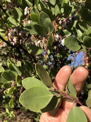 Arctostaphylos manzanita elegans