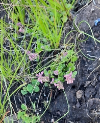 Polygala rhinostigma