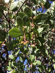 Arctostaphylos manzanita elegans