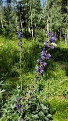 Delphinium × occidentale