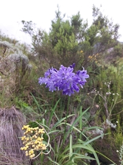 Agapanthus campanulatus
