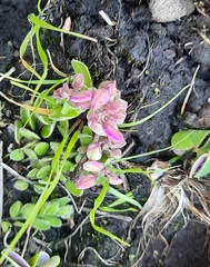 Polygala rhinostigma
