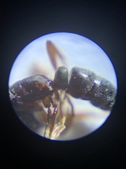 Hypoponera opaciceps