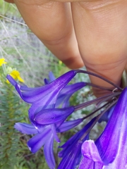 Agapanthus campanulatus