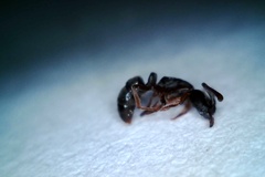 Hypoponera opaciceps