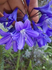 Agapanthus campanulatus