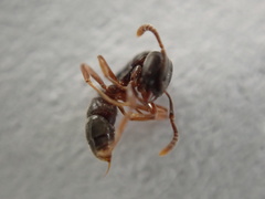 Hypoponera opaciceps
