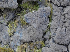 Pseudosagedia isidiata