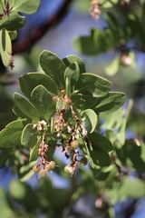 Arctostaphylos manzanita elegans