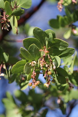 Arctostaphylos manzanita elegans