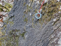 Pseudosagedia isidiata