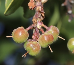 Arctostaphylos manzanita elegans