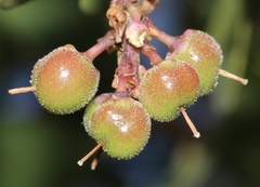 Arctostaphylos manzanita elegans