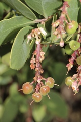 Arctostaphylos manzanita elegans