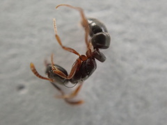 Hypoponera opaciceps