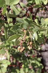 Arctostaphylos manzanita elegans