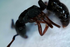 Hypoponera opaciceps