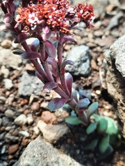 Crassula natalensis