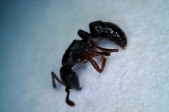 Hypoponera opaciceps