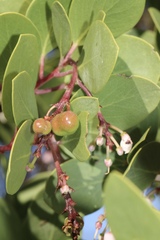 Arctostaphylos manzanita elegans