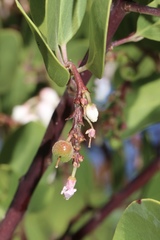 Arctostaphylos manzanita elegans