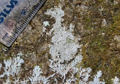 Lecanora anakeestiicola