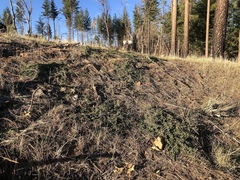 Ceanothus prostratus occidentalis