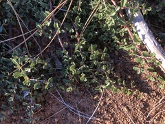 Ceanothus prostratus occidentalis