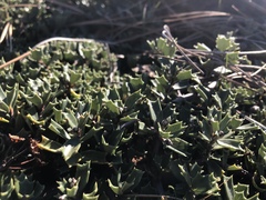Ceanothus prostratus occidentalis
