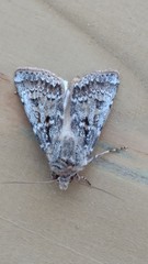 Agrotis ripae