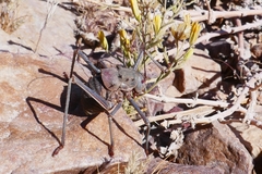 Acanthoplus