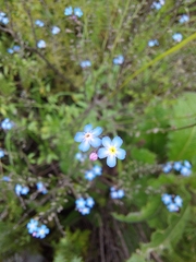 Myosotis semiamplexicaulis