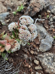 Crassula natalensis