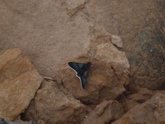 Amenis pionia picia