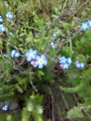 Myosotis semiamplexicaulis