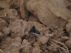 Amenis pionia picia