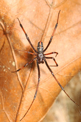 Latrodectus variolus